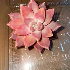 2026年最新】多肉 ピーチ姫の人気アイテム - メルカリ