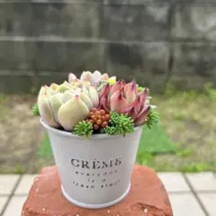 ♡そのまま飾れる♡ブリキ缶♬ネコちゃんの可愛い多肉植物寄せ植え
