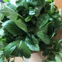 とここ（プロフ必読）様専用明日葉の葉