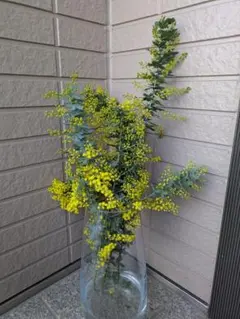 2026年最新】切り花 生花ミモザの人気アイテム - メルカリ