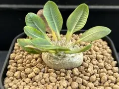 X604 ★発根済★大株美形パキポディウム恵比寿笑い 当店養生株 パキポディウム 恵比寿笑 パキポディウム 恵比寿笑い | GREEN LUCK