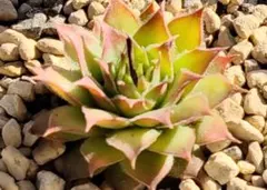 Ｇｏｌｄ　Ｎｕｇｇｅｔ　Sempervivum　センペルビブムのサムネイル