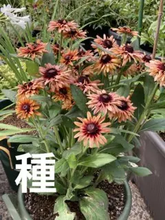 さらこ様 リクエスト 2点 まとめ商品