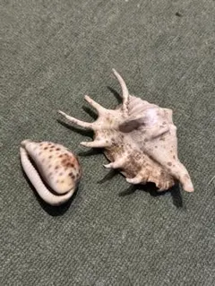 2026年最新】タカラガイの人気アイテム - メルカリ