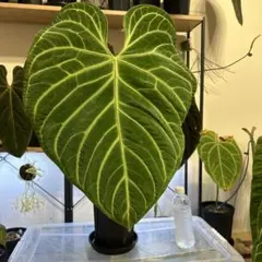 花宇宙購入】Anthurium Goliath OG アンスリウム - メルカリ
