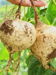 イズミ様 リクエスト 2点 まとめ商品