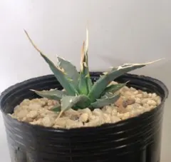 2026年最新】エボリスピナ 種の人気アイテム - メルカリ