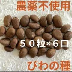 【農薬不使用】びわの種 300粒 枇杷 チンキ、シンボルツリーに ＊④