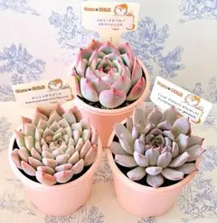 2025年最新】多肉植物 リンゼアナの人気アイテム - メルカリ