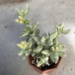 D 多肉植物 クラッスラ デルトイデア タンクアカルー 抜き苗 | Mercari