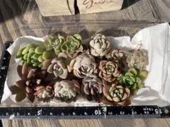多肉植物　多肉弁当　エケベリア 15個セット