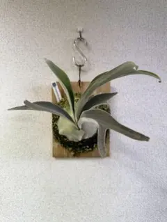 P.veitchii sp. sporeling TIP#2 ビカクシダ - メルカリ