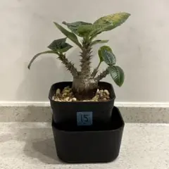 2026年最新】パキポディウム ウィンゾリーの人気アイテム - メルカリ