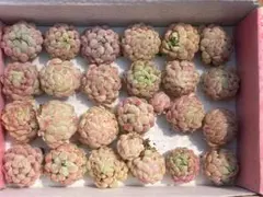 ま*ぁ様 CF488　ラノリンボール　20苗セット　多肉植物　カット苗　エケベリ