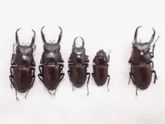 ムナコブハナカミキリ - メルカリ