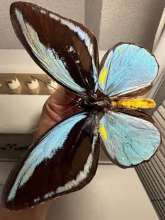 蜻蛉希少種】キマダラオオキバヘビトンボ オオアゴヘビトンボ 昆虫標本