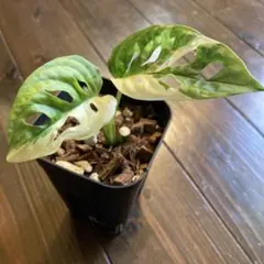 2025年最新】斑入りマドカズラの人気アイテム - メルカリ