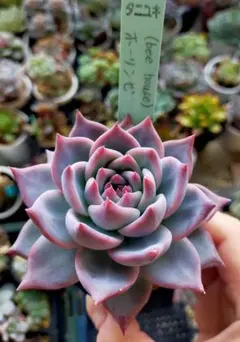 2025年最新】bee house 多肉の人気アイテム - メルカリ