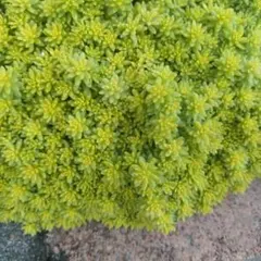 多肉植物　カット苗　抜き苗　多肉弁当　セダム　ゴールデンカーペット　雑草対策