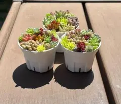 2026年最新】多肉植物の人気アイテム - メルカリ