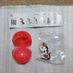合掌 猫