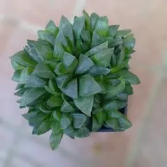 ハオルチア·レツーサのサムネイル