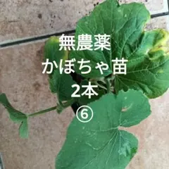 ichigo@m様 リクエスト 2点 まとめ商品