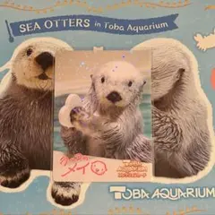 鳥羽水族館 ラッコ「キラ」 コレクションカードレア ニコイチ 鳥羽水族館 ラッコ「キラ」 コレクションカードレア ニコイチ - メルカリ