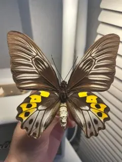 ゴクラクトリバネアゲハ♂ 外国産昆虫標本 蝶 - メルカリ