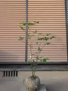 クロモジ　株立　約1m　①のサムネイル