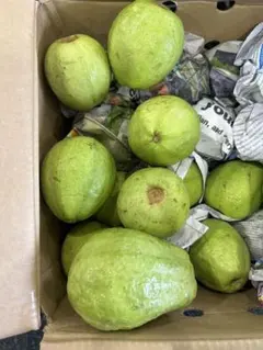沖縄県産】新鮮 白グァバ5kg （Cửa hàng chuyên ổi） - メルカリ