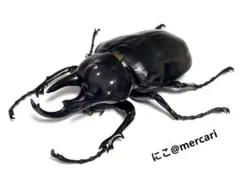 2026年最新】アクティオンゾウカブトの人気アイテム - メルカリ