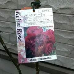 [専用②]のこのこ様 リクエスト 6点 まとめ商品