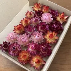 324・ヘリクリサムドライフラワー 貝細工 花材 リース ハーバリウム