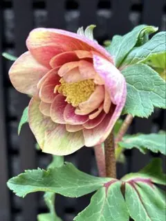 まい様専用出品