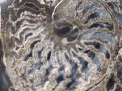 三葉虫 化石 fossil 海 ボリビア産 trilobite 海生動物種別⑩ - メルカリ