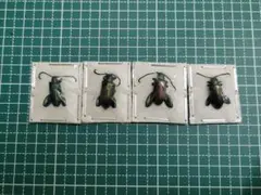 2025年最新】モモブトハムシの人気アイテム - メルカリ