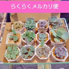 2026年最新】ぼのぼのさん苗の人気アイテム - メルカリ