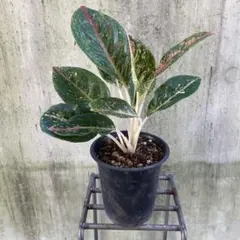 na be様 リクエスト 2点 まとめ商品