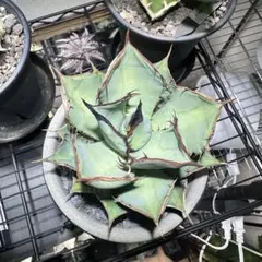 2025年最新】熊猫 アガベの人気アイテム - メルカリ