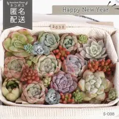 多肉植物 カット苗 詰め合わせ 寄せ植えセット エケベリア ｜S038