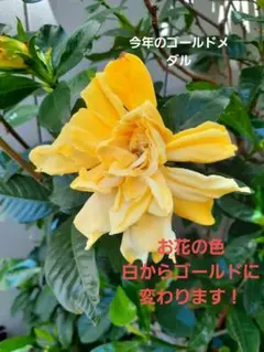 クチナシ コケ順よく根張も太いです。 八重咲き 楽天市場】送料無料【苔玉