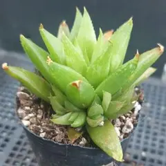 ★お名前不明ハオルチア★抜き苗★ハオルシア★多肉★多肉植物★寄せ植え★のサムネイル