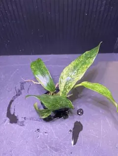 shigno2020様 リクエスト 2点 まとめ商品