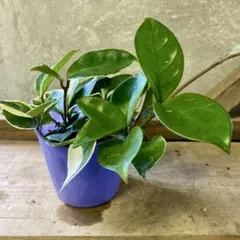 超特価！2鉢価格！サクララン 苗 苗木 観葉植物 5号鉢 リップカラー