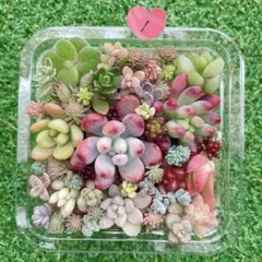☆多肉植物　セダムカット苗詰め合わせ①