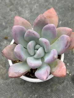 Top【選抜株】多肉植物 360927オパリナ錦 10個 鉢無し/脱土 - メルカリ