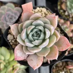 実生苗セット①　エケベリア　多肉植物　実生苗 多肉植物 エケベリア 実生苗 ザリア✕エルエンシノ 抜き苗 - メルカリ