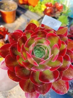 あ*ず様 346 青リンゴ 多肉植物 アエオニウム 抜き苗