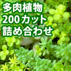 【最安値】多肉植物200カット詰め合わせ マルチカラーグランドカバー セダム